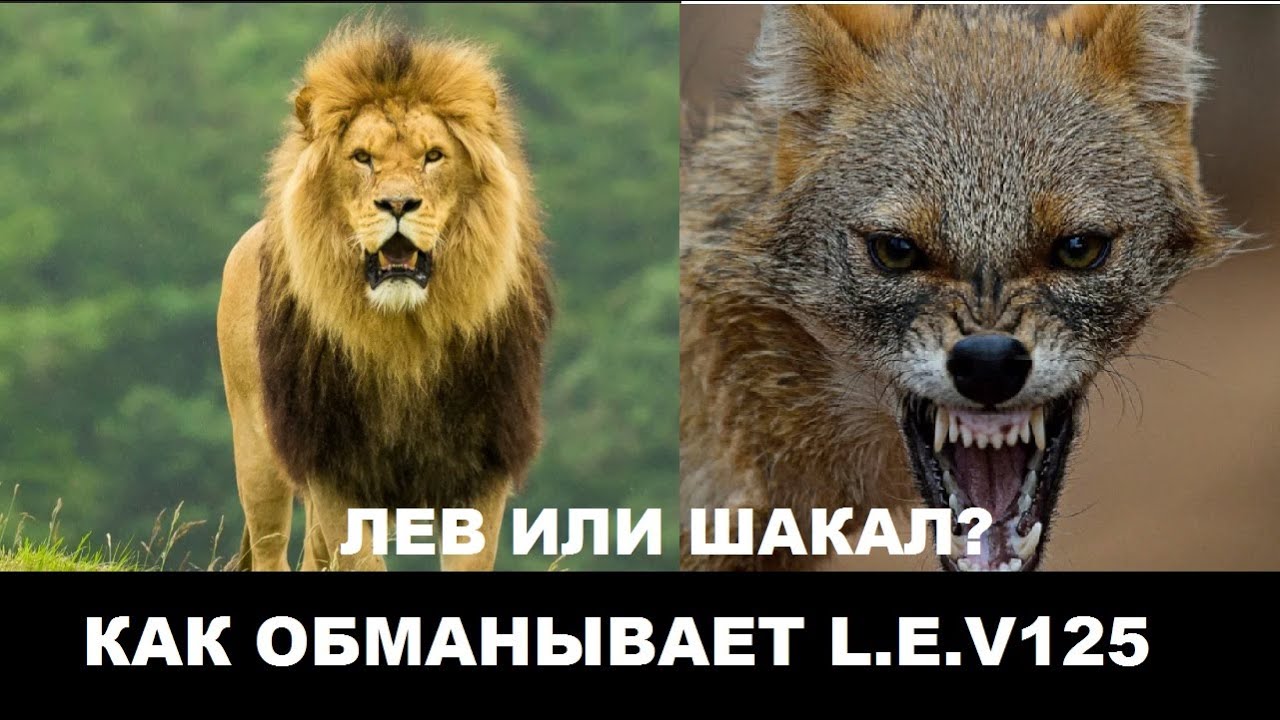 L.E.V 125 ОБМАНЩИК? ВСЯ ПРАВДА И РАЗОБЛАЧЕНИЕ ЛЕВ 125
