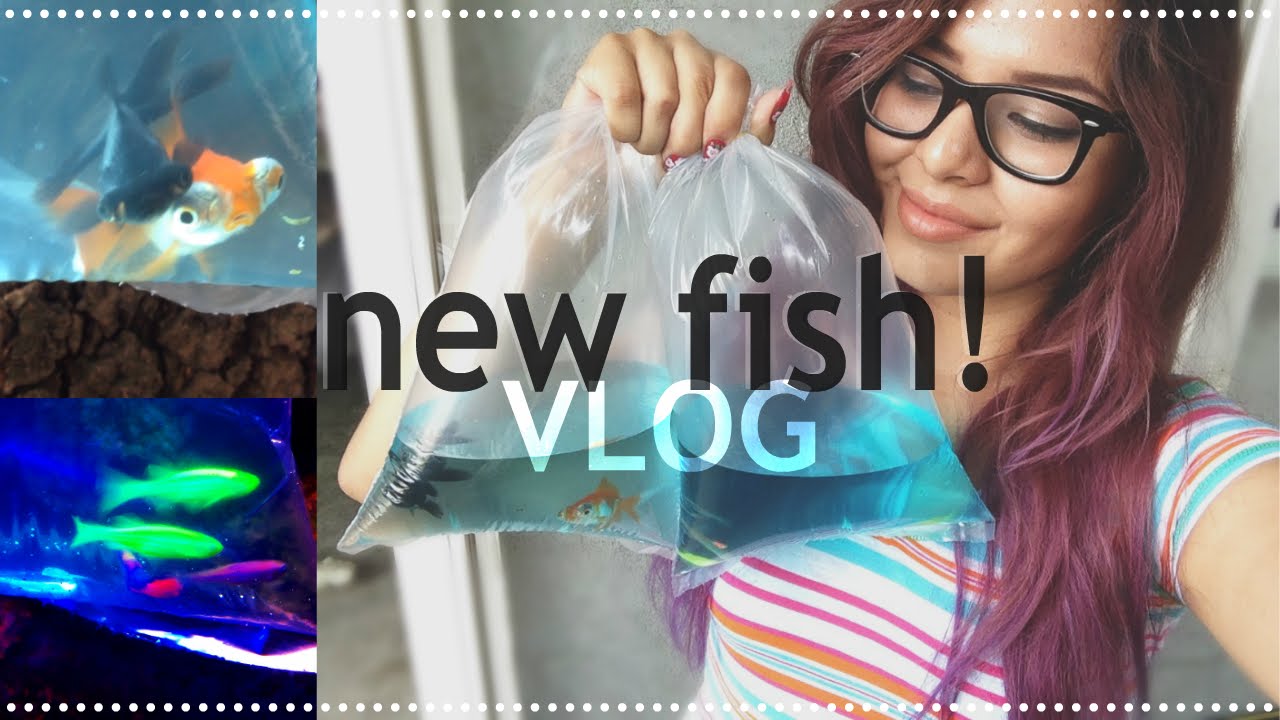 come along with me! getting new fish and setting them up