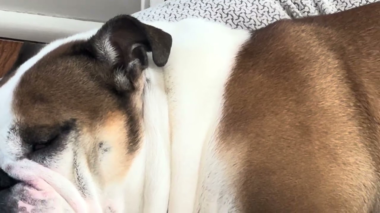 Snores, Rolls English Bulldog 