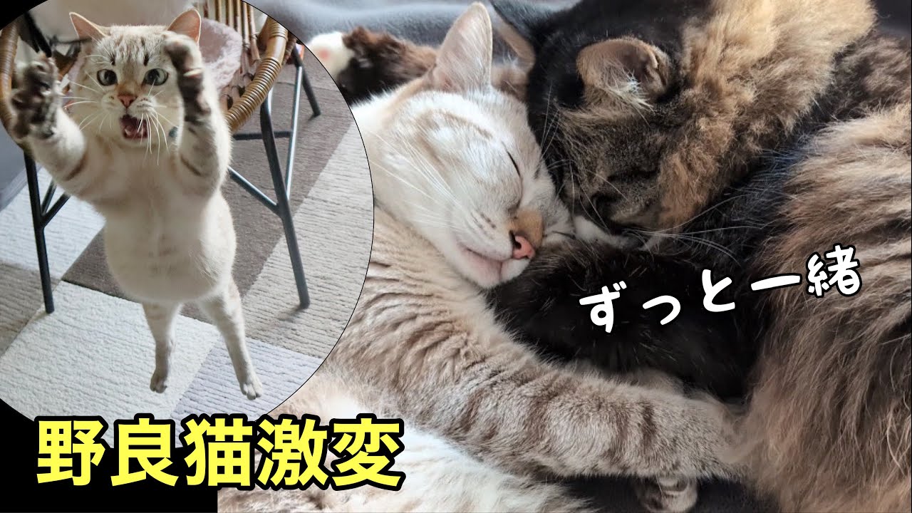 先住猫が新入り猫を信じられないほど可愛がり…猫がどんどん増えていきました【ショート動画傑作選】威嚇していた野良猫が家猫になり激変｜6匹の猫がいる暮らし