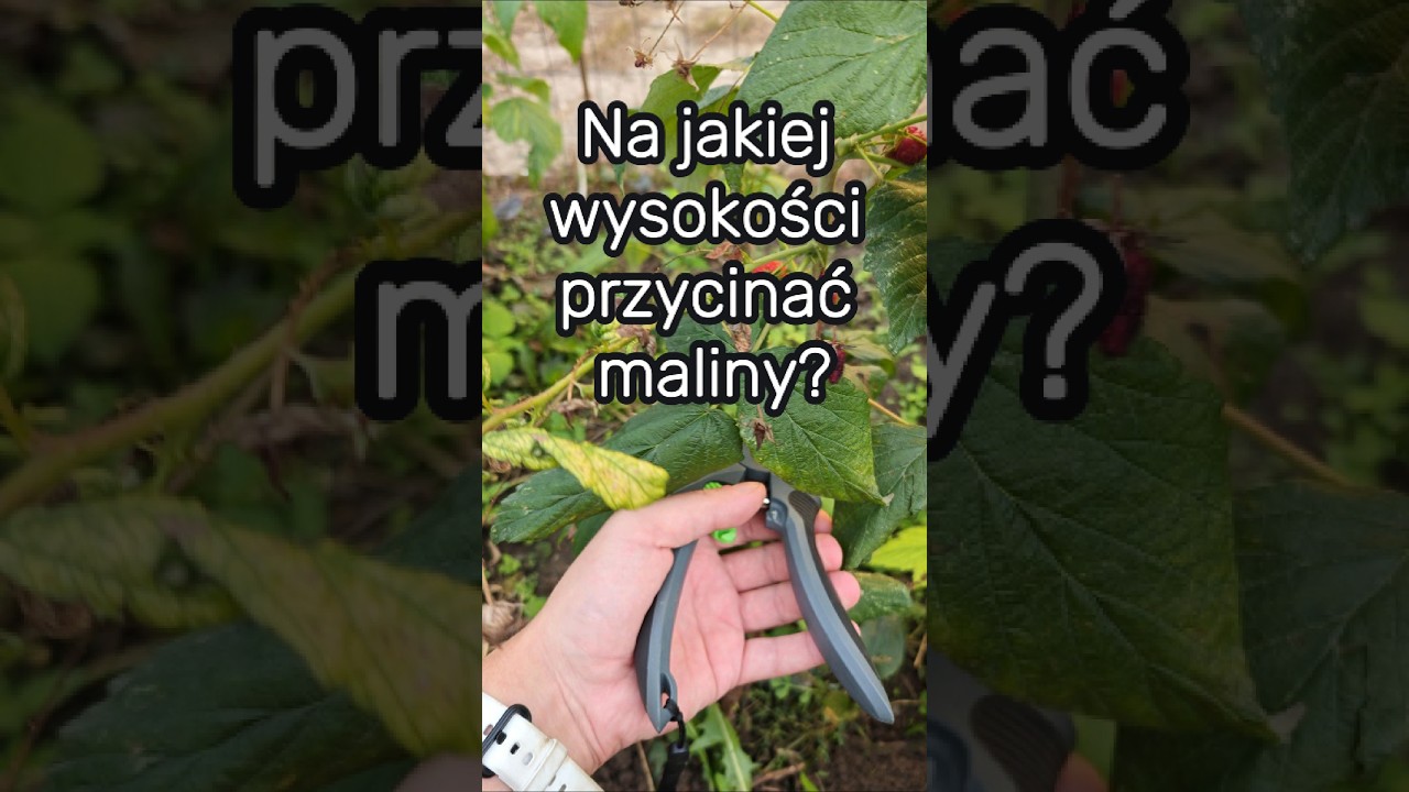 Na jakiej wysokości przycinać maliny?