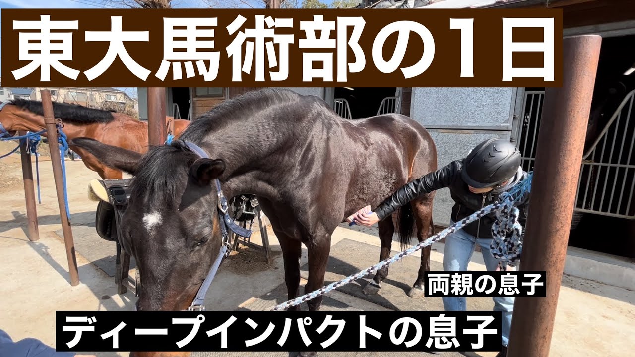 東大馬術部の1日