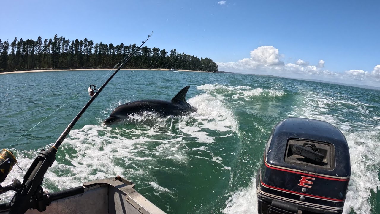 Tauranga fishing adventure! CRAZY DOLPHIN EXPERIENCE!!