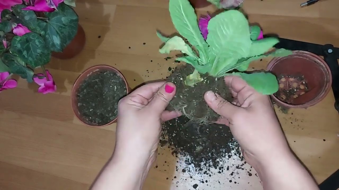 ŞOK OLDUM 😲SAKSININ İÇİNDEN ÇIKANLARI GÖRÜNCE 🙄SAKSI DEĞİŞİMİ ÇUHA ÇİÇEĞİ BAKIMI