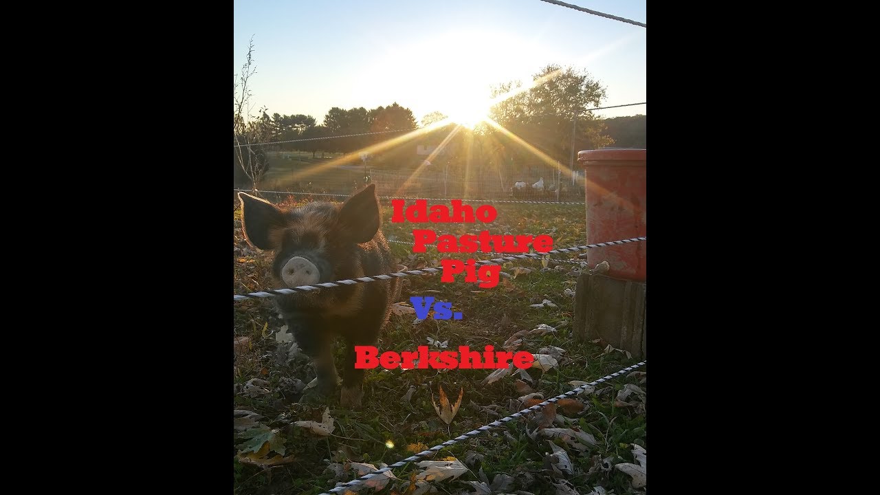 Idaho Pasture Pig (IPP) Vs. Berkshire