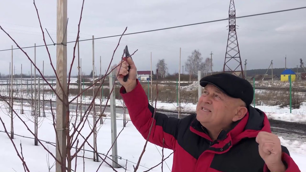 Формировка молодых деревьев в ООО 