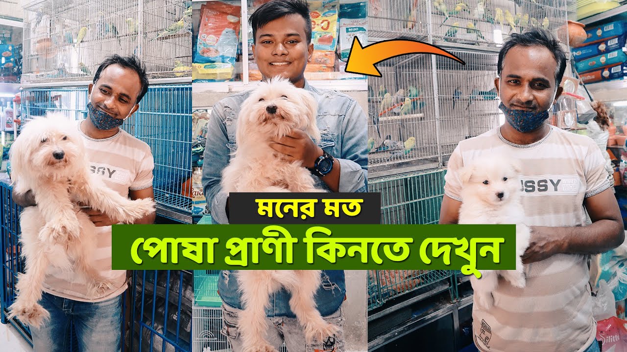 বাহ ! কি চমৎকার কিউট পোষা প্রাণী । Biggest Pet Market In Bangladesh । Puppy Dog / Cat / Rabbit Price