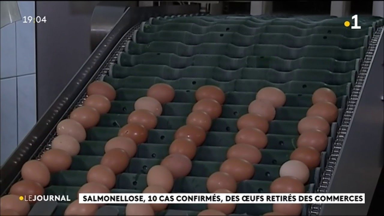 Salmonellose, la totalit&eacute; de l&rsquo;&eacute;levage n&rsquo;est pas atteinte