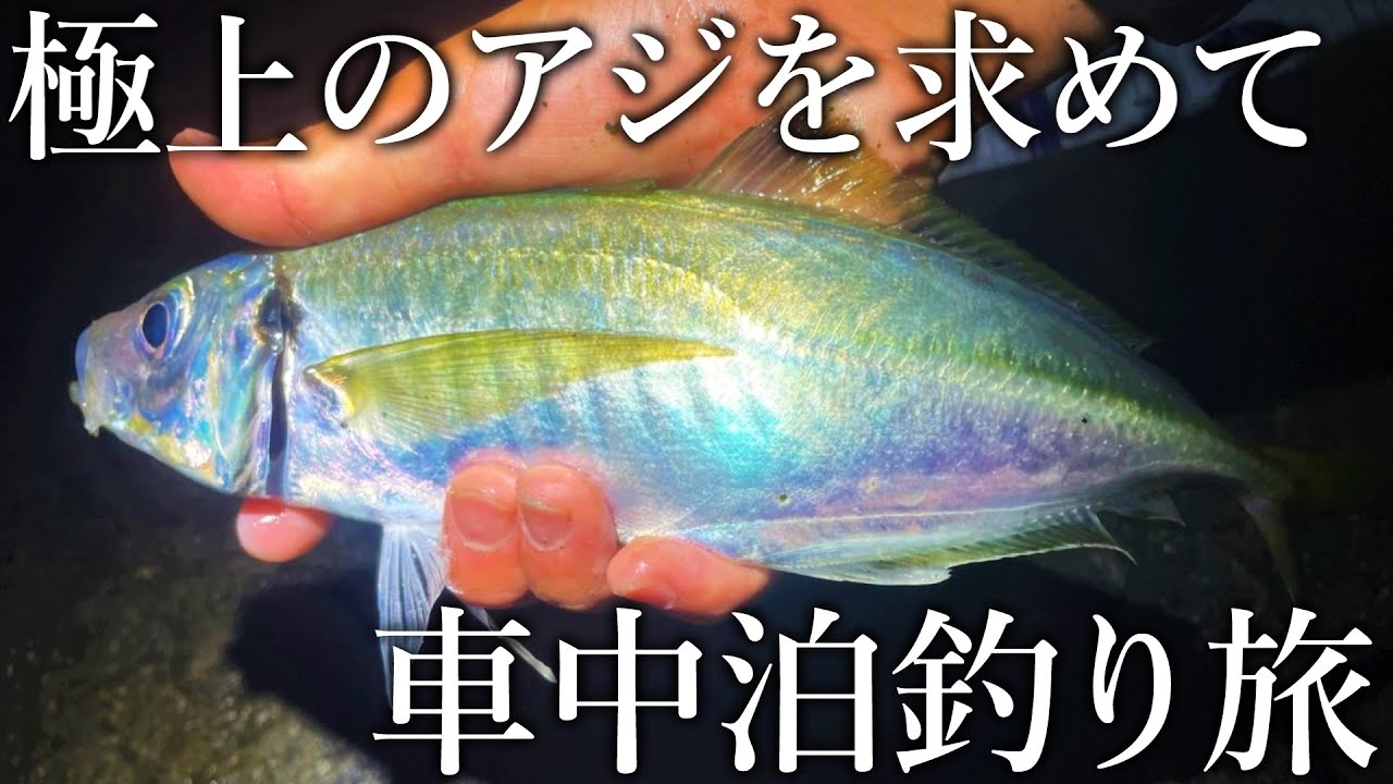 【究極のトロアジを求めて】異常なまでに脂が乗った島根ブランド［どんちっちアジ］を狙う車中泊旅／前半