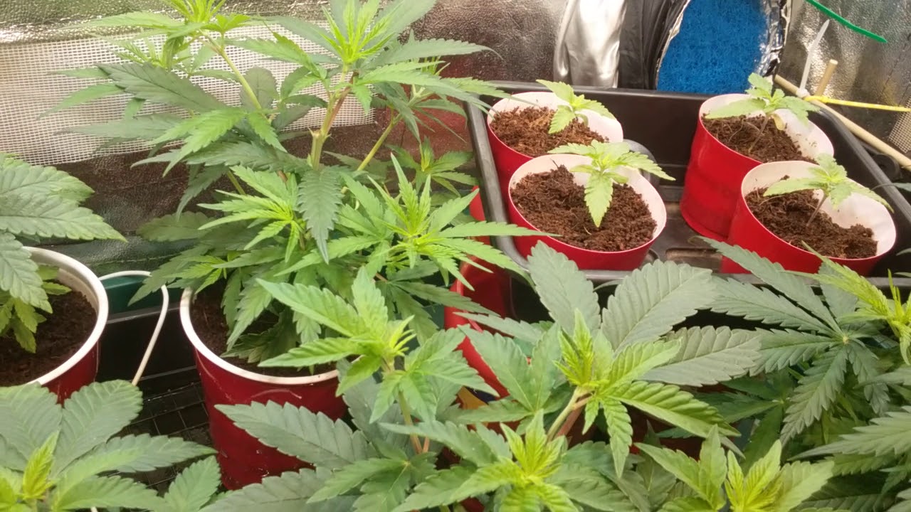 Topped - gorilla bubble zamaldelica microgrow