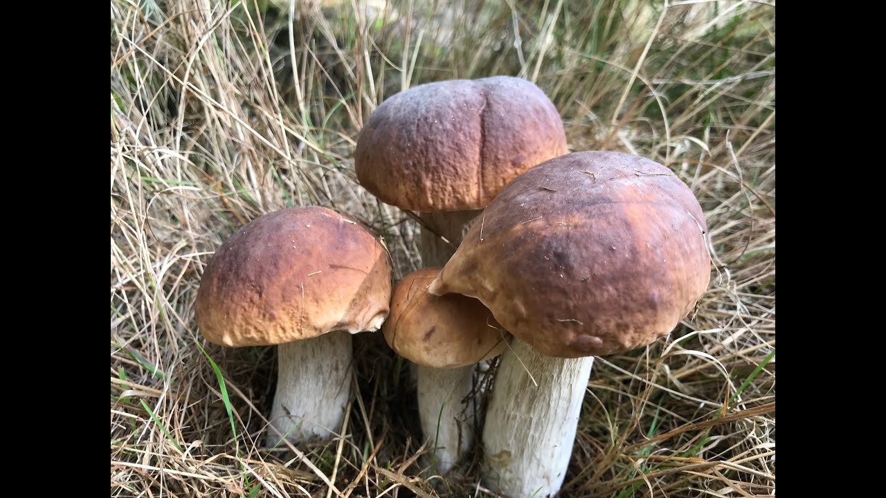 Grzyby Jeszcze więcej borowików :) Grzybobranie 28 09 2024