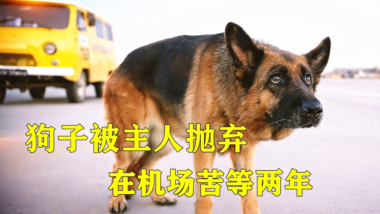 狗子被主人抛弃，在机场苦等两年，结局感动了无数人，2021年最新温情电影《忠犬帕尔马》 【电影迷小雅】