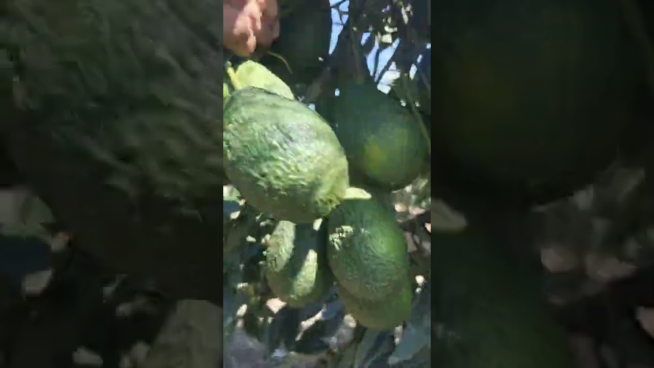 New Avocado: Flor de Maria derivado de una mutación de la variedad Hass altamente productivo.