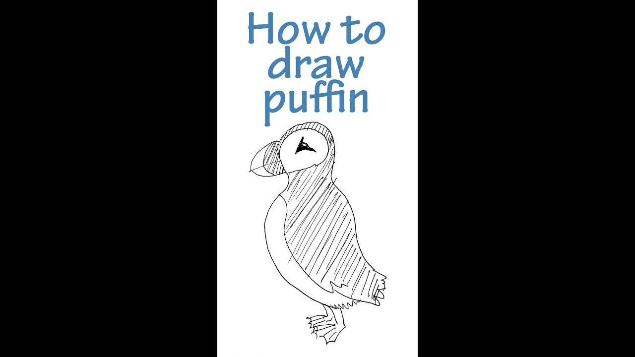 How to draw puffin