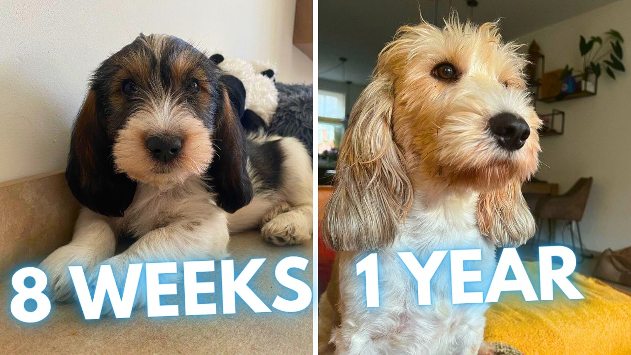 Petit Basset Griffon Vend&eacute;en Puppy to Dog Transformation (8 Weeks to 1 Year)