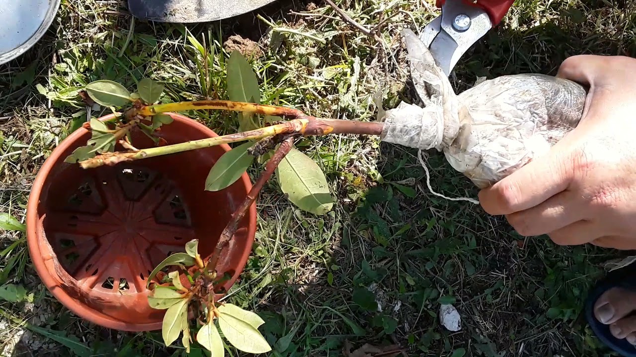 Orman Gülü Rhodonderon çoğaltma 2,5 ay sonra kontrol