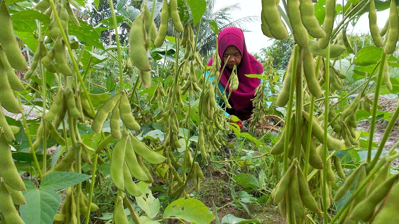 Cara Menanam Kacang Kedelai dari Semai Sampai Panen