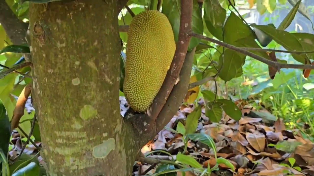 Pergi ke-kebun Nangka dan Pohon Nangkada'
