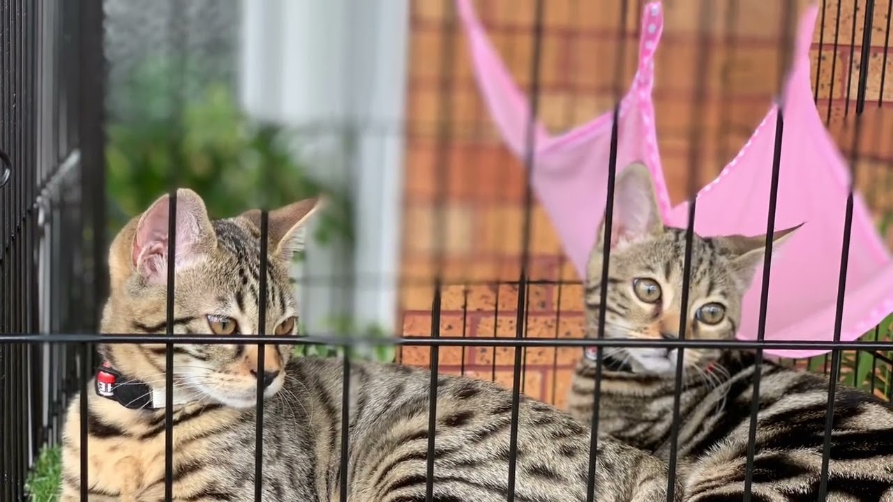 Bengal cat eye and coat colour changes over 12 months