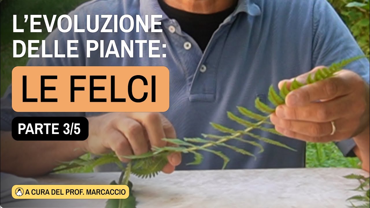 L'EVOLUZIONE DELLE PIANTE SPIEGATE AI BAMBINI... LE FELCI
