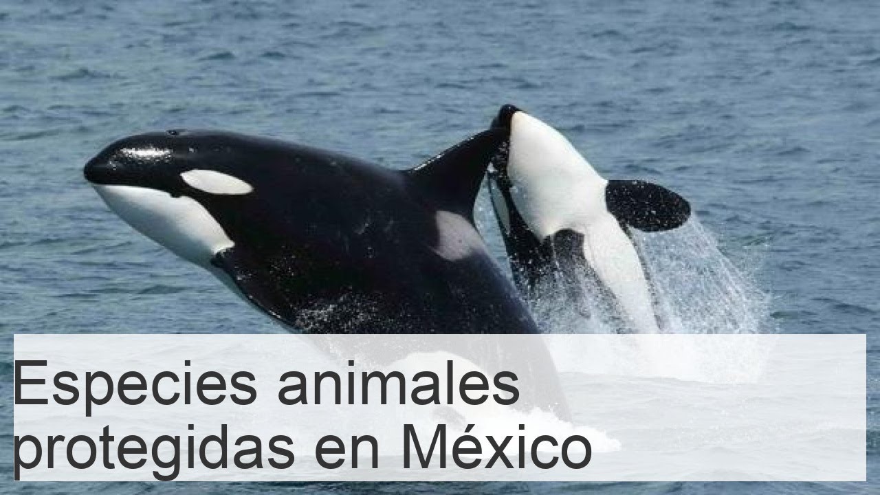+20 ESPECIES animales PROTEGIDAS en M&eacute;xico