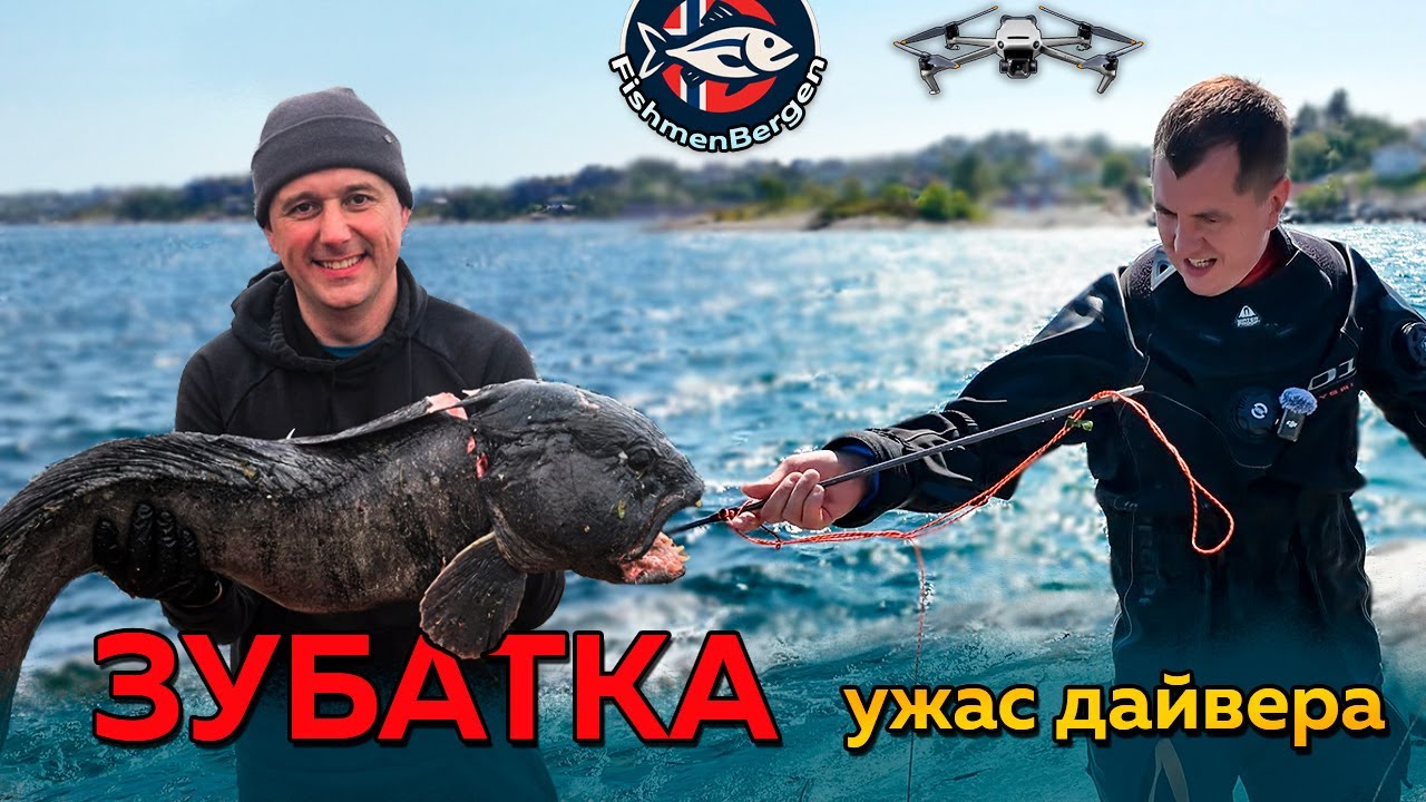 ЗУБАТКА | Самый опасный хищник для дайверов | Добыли с 4-го выстрела | Укус Морского Черта