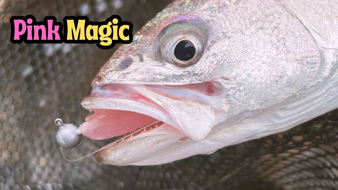 Pink Magic caught it! Keitech Easy Shiner