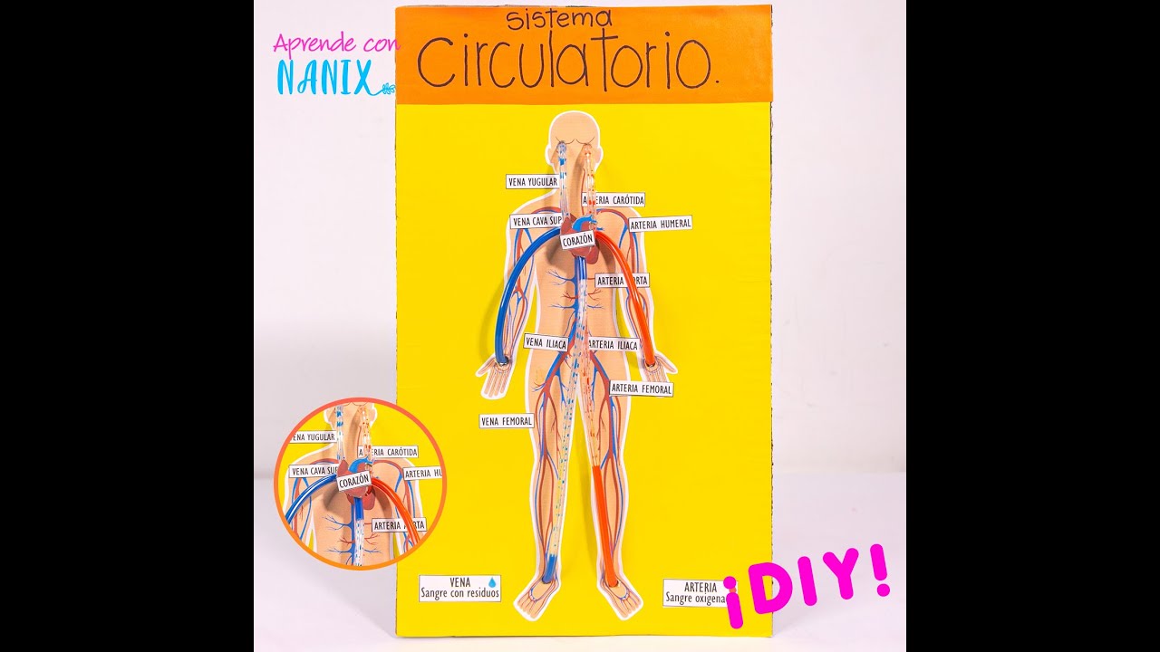 Así funciona El Sistema Circulatorio. Maqueta 100% funcional