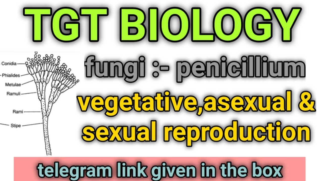 TGT BIOLOGY,FUNGI :- PENICILLIUM