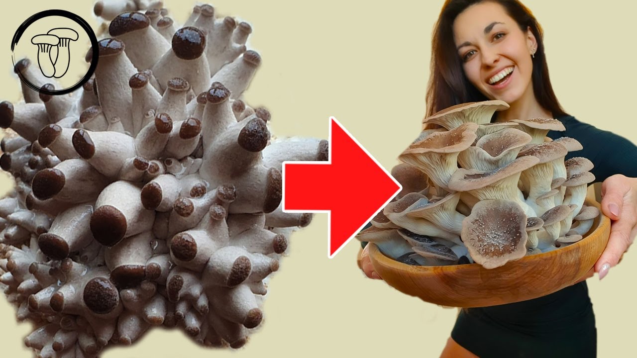 Zn&aacute;&scaron; tento druh hl&iacute;vy? Hl&iacute;va čern&aacute; perla - pěstov&aacute;n&iacute; hub doma.