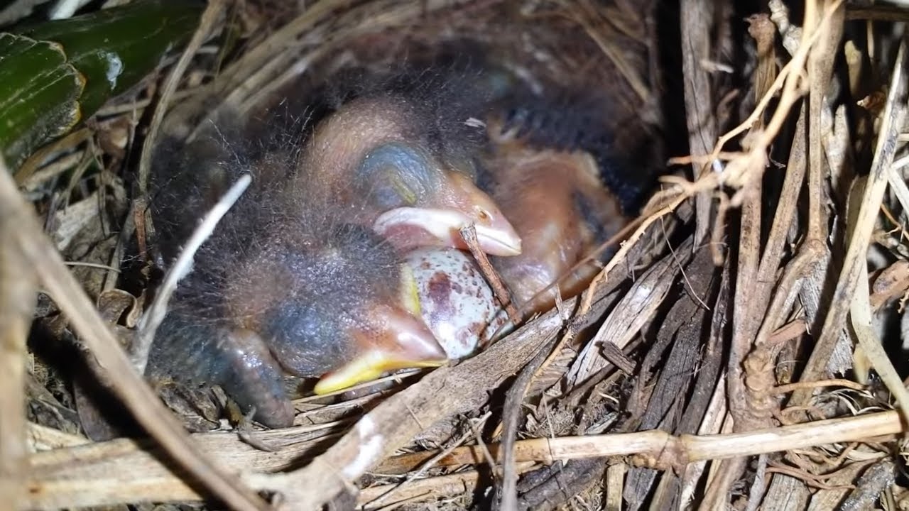 Ninho de Tico tico na natureza com filhotes adotados de Chupim para os amantes da espécie