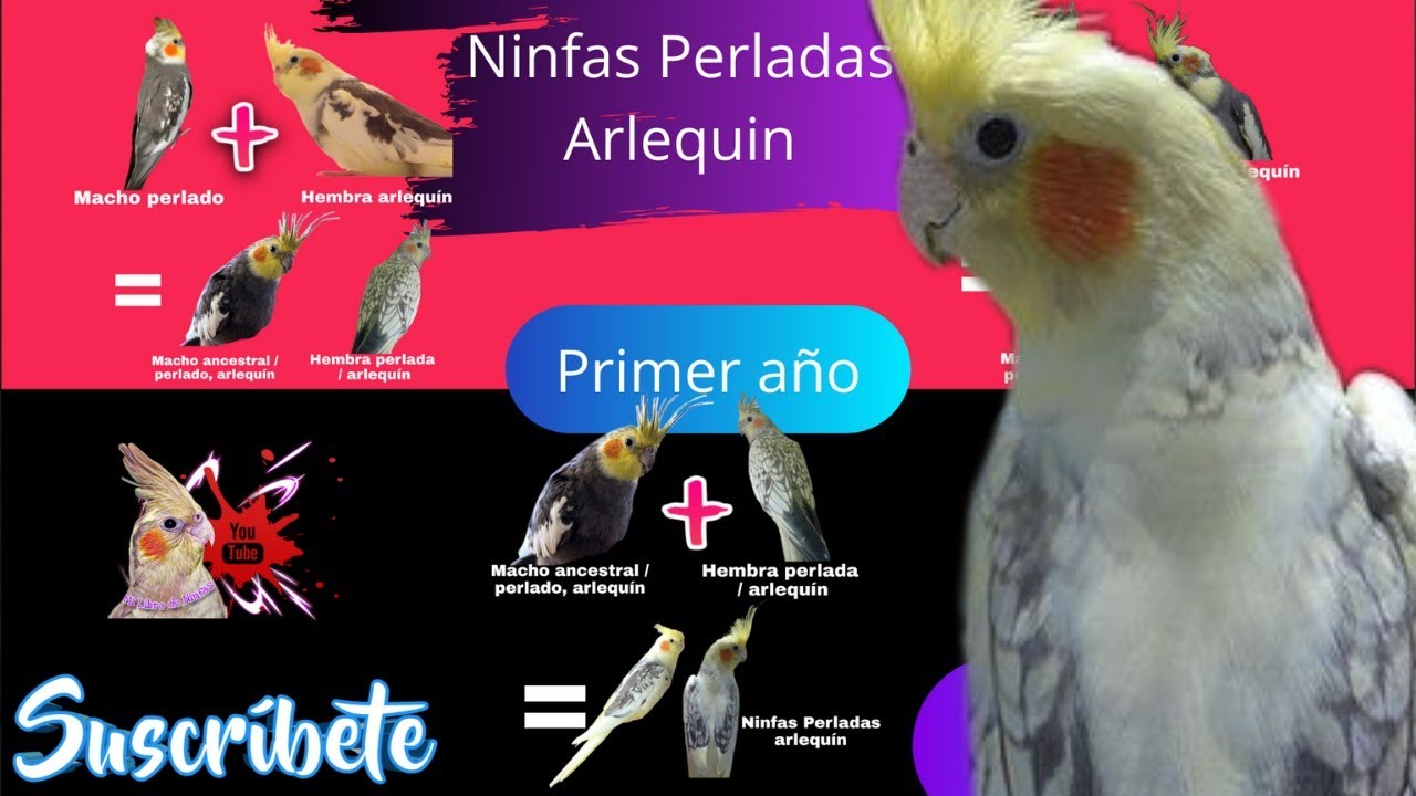 Como Obtener Ninfas Perladas Arlequin  en  Simples Pasos💎