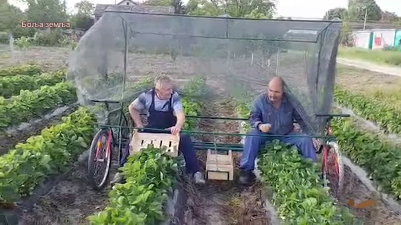Video snimci gledalaca -  branje jagoda sedeci -  pas i macka se maze  - dete balira