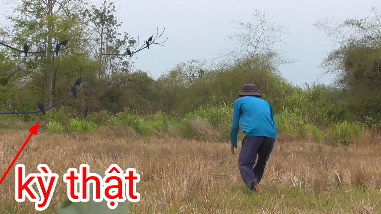 2 buổi chiều bẫy bầy cu đất & 