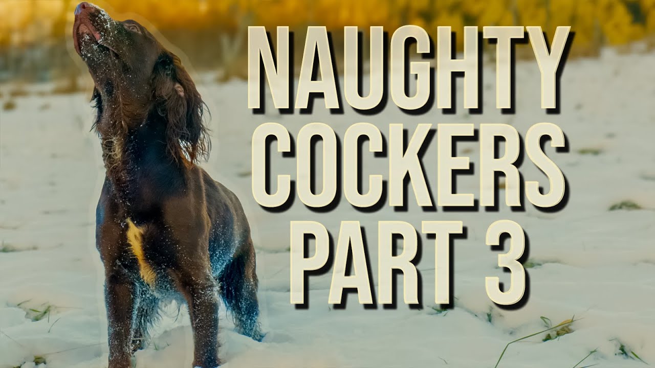 Do You OWN A Cocker Spaniel? WATCH THIS