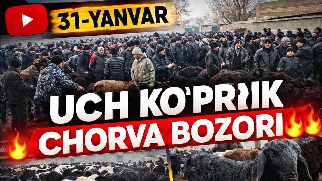 UCH KOʻPRIK CHORVA BOZORI QOʻY MOL NARXLARI 
