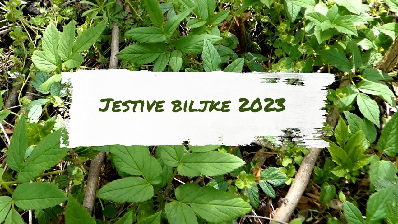 Jestive biljke u bagremovoj šumi