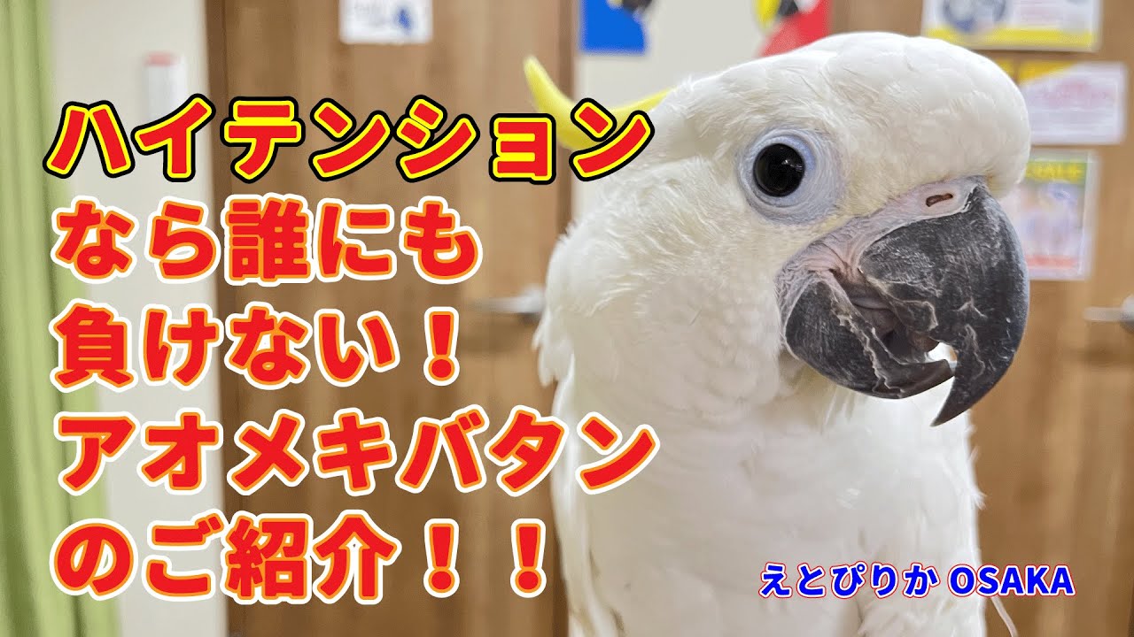 【えとぴりかOSAKA】第二弾！超陽気な白色オウムのご紹介！【アオメキバタン】