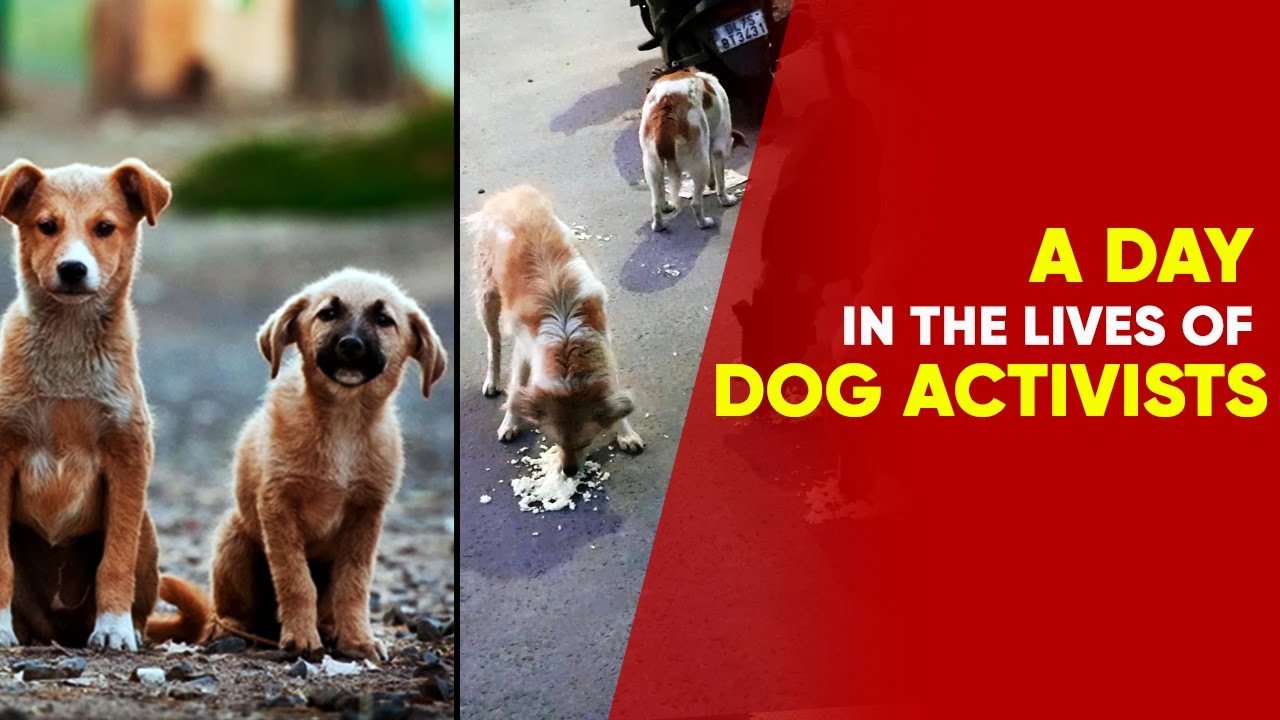 What Are The challenges An​ Animal Welfare Activist Face? | NewsMo Exclusive