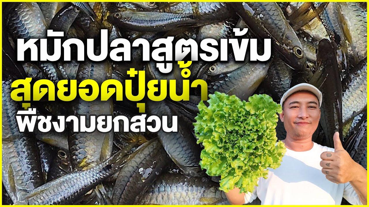 #วิธีทำน้ำหมักปลา สูตรเข้มข้น ประโยชน์และวิธีใช้น้ำหมักปลา สารอาหารเน้นๆเเน่นๆ