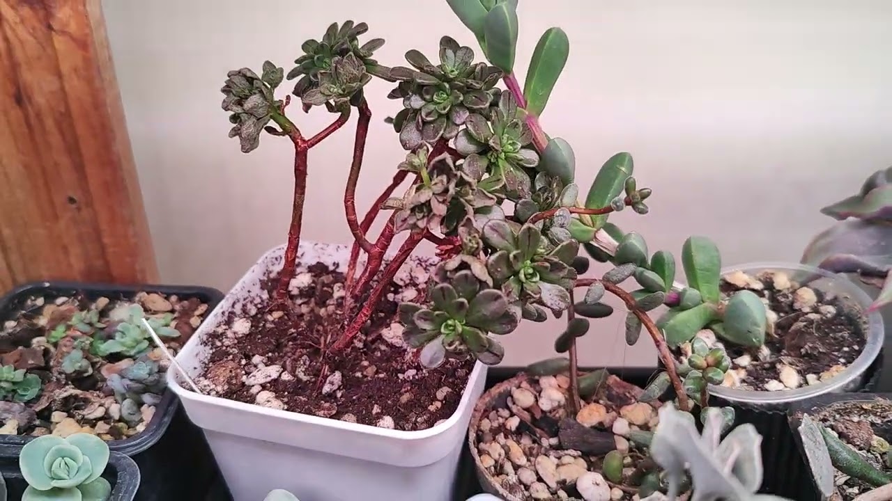 Обзор моих растений. Эхеверии и другие суккуленты. Часть 1 🌿 #succulent #echeveria #crassula #plants