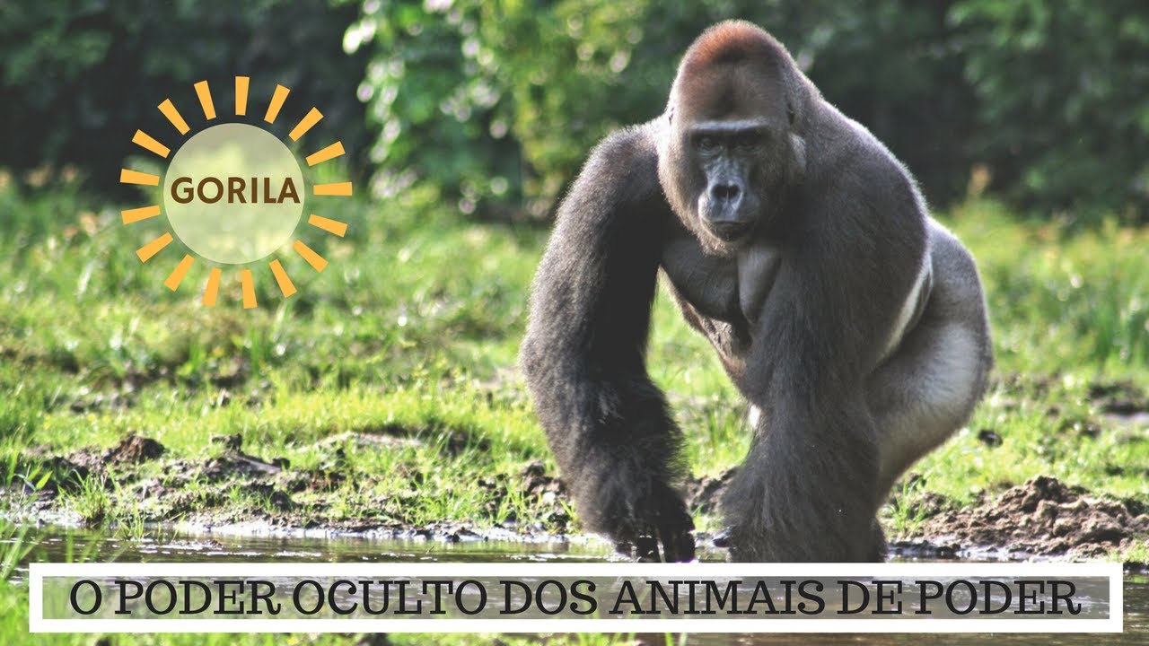 GORILA