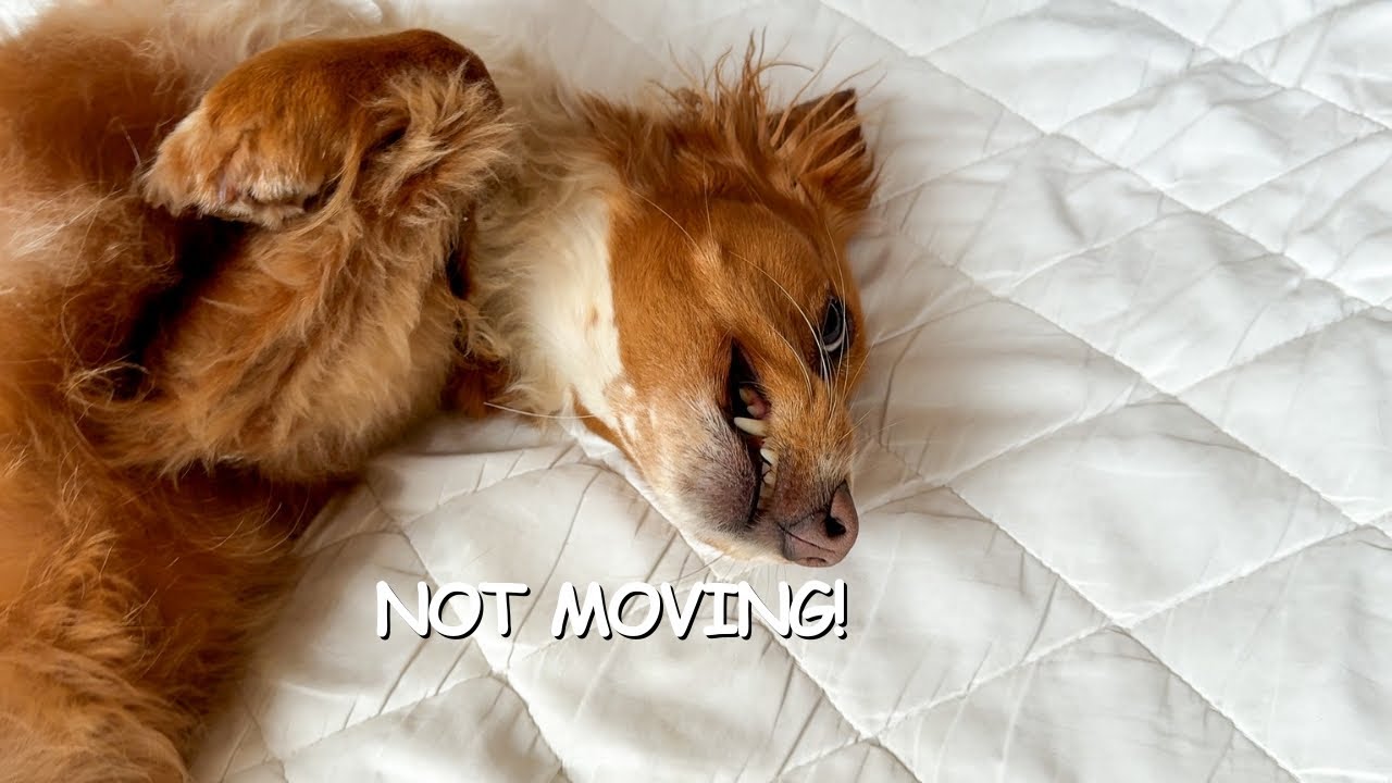 My Dog Refuses To Get Off Our Bed