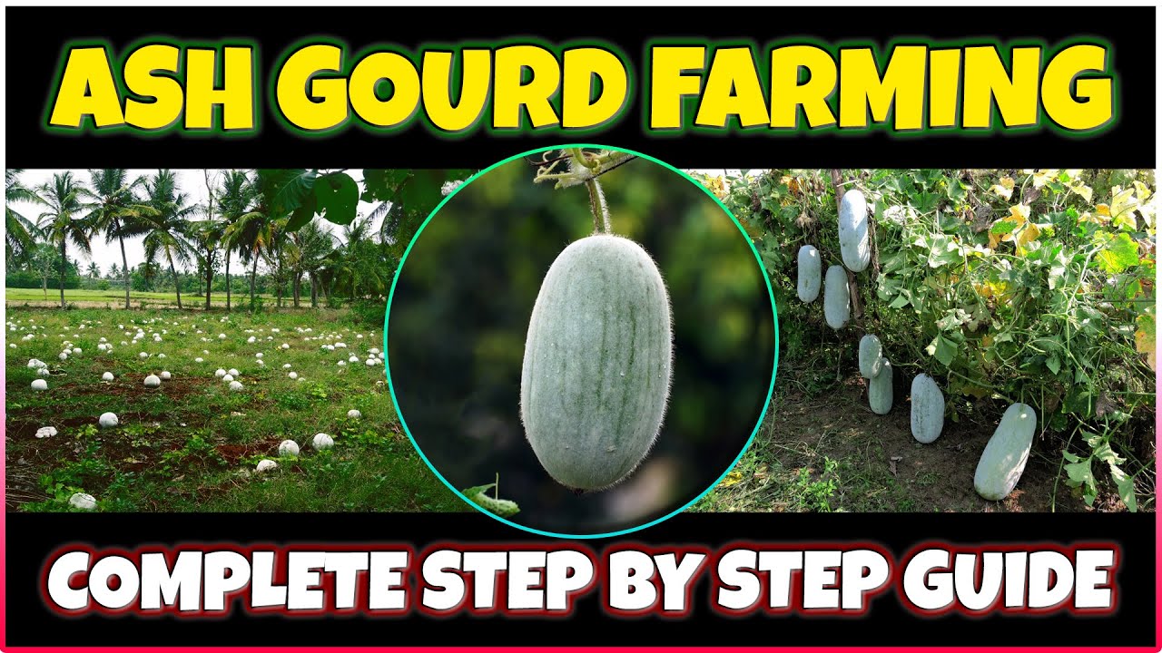 Ash Gourd Farming | How to grow Ash Gourd at Home | Ash Gourd Cultivation