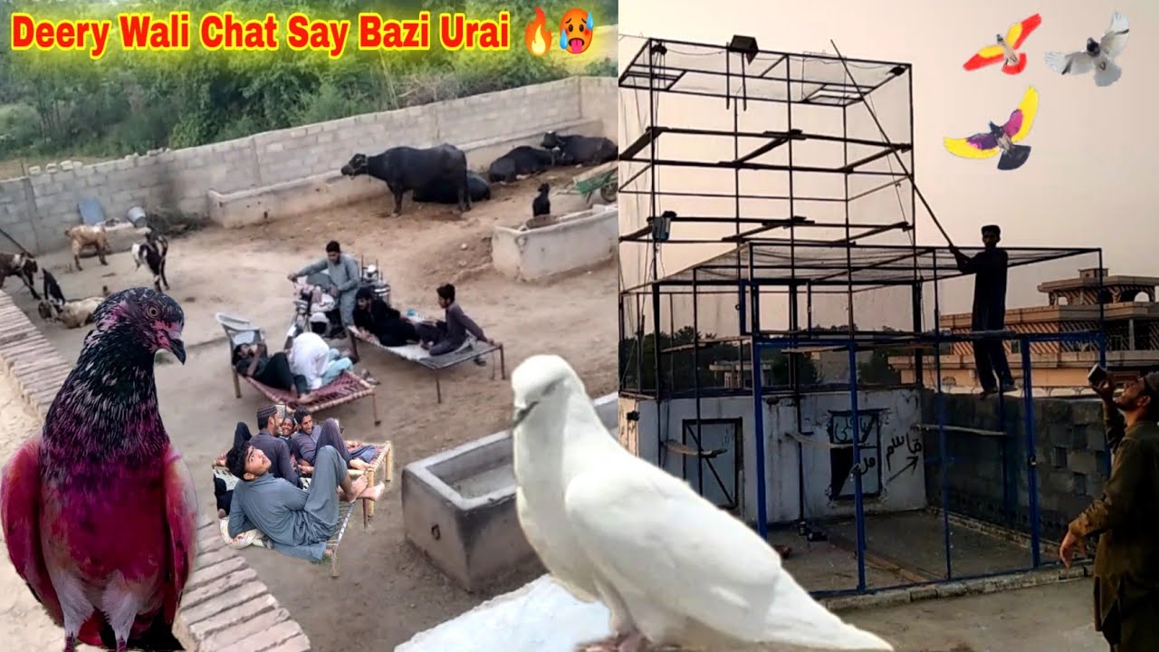 Сегодня Deery Wali Chat Say Bazi Me Kabootar Ura Diyeee🔥 Приземление 12:59 15:20