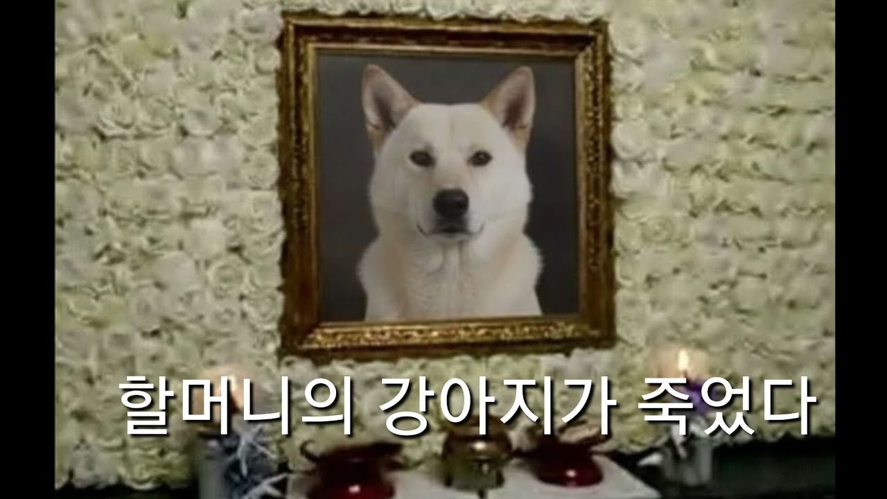 할머니의 강아지가 죽었다