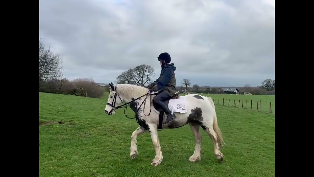 BECKY 13.2HH 11 YEAR OLD MARE 