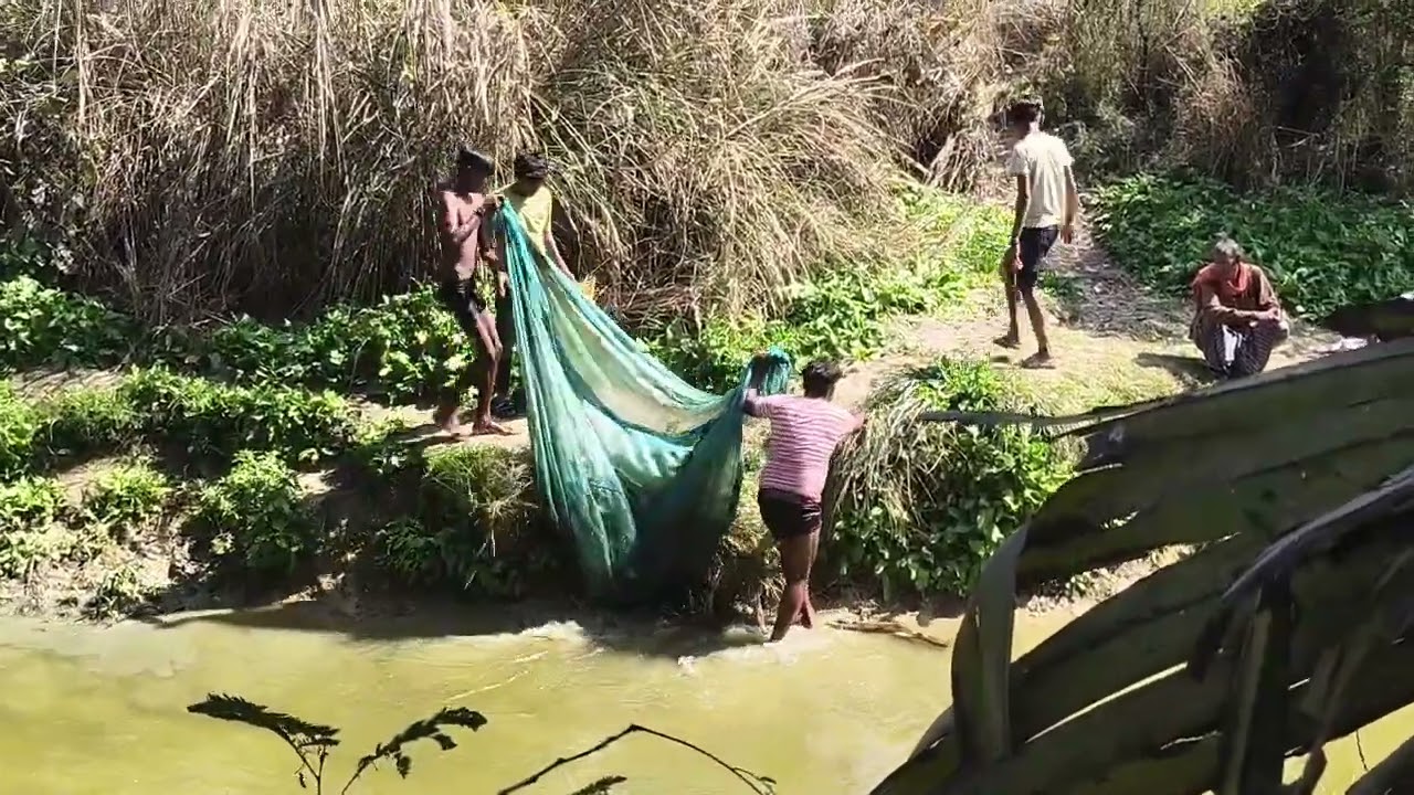 DESI FISH MOST BEAUTIFUL IN THE WORLD 🐟.... #fish #video #newvideo #desi #comedy  #comadyclips 