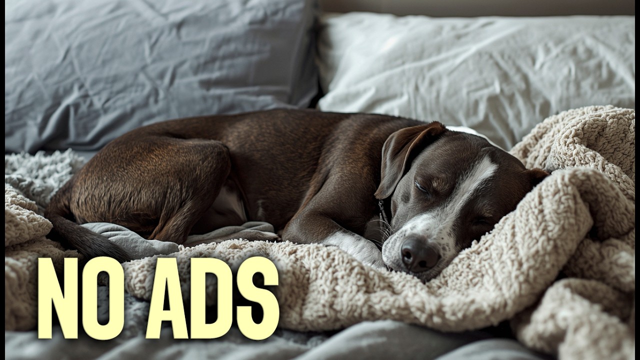 Bedroom Chill Music for Dogs 💤 Deep Sleep