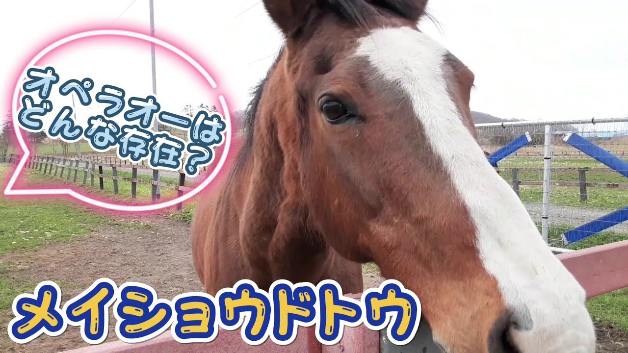 メイショウドトウ『名馬と癒しの時間』呼べば来てくれる🎵